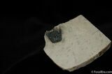 Spiny Lichid Trilobite Leonaspis #455-3